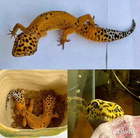 Эублефары Cross Blood с террариумом и без