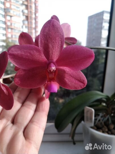 Фаленопсис Сокровище Будды