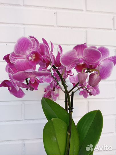 Продам орхидею мультифлора Vienna Multiflo