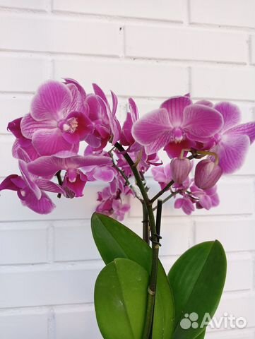 Продам орхидею мультифлора Vienna Multiflo