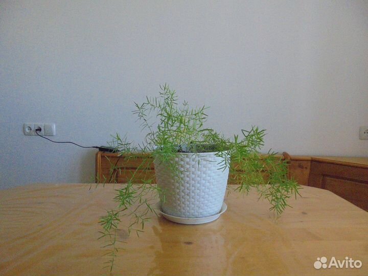 Комнатные растения цветы