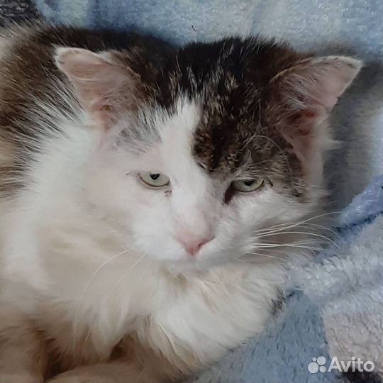 Кот Василий ищет дом