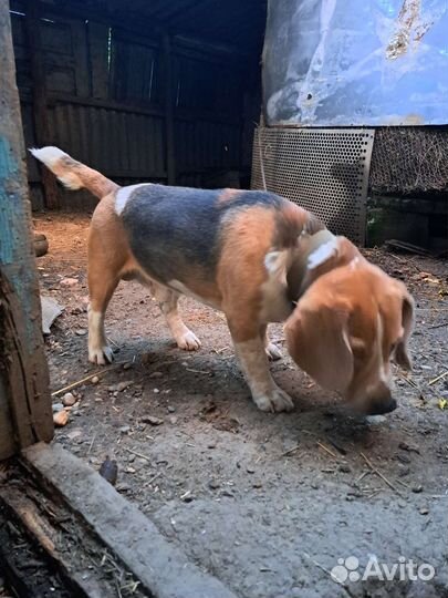 Продаю племенного кобеля