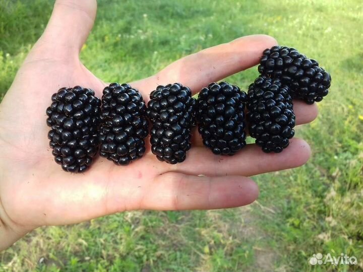 Ежевика, ежемалина, малина сортовая саженцы