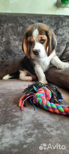 Щенки Бигля