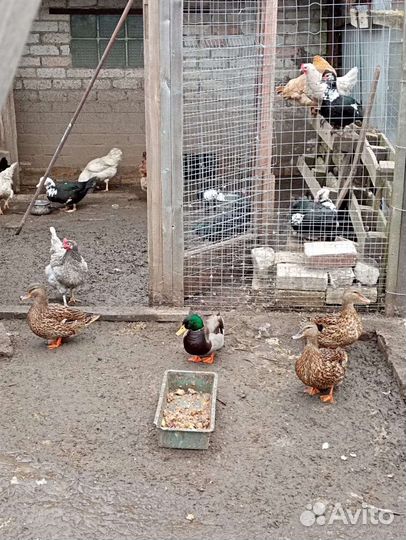 Домашняя птица