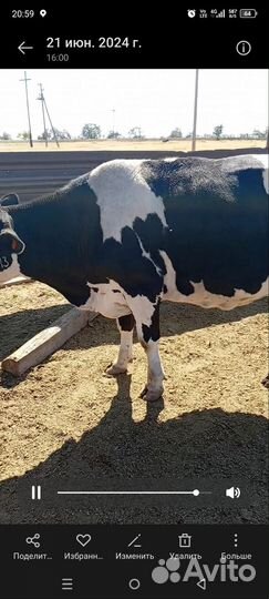 Продам коров