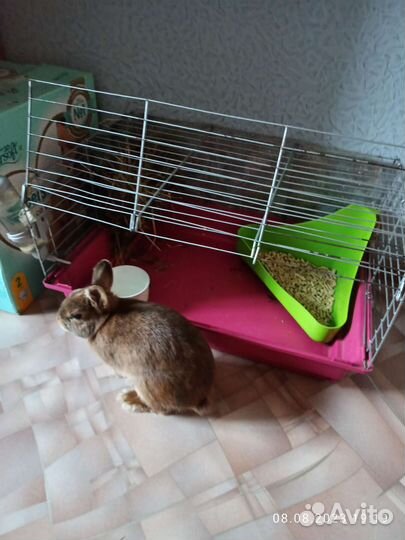 Карликовый кролик