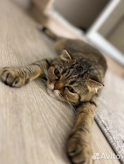 Кошки в добрые руки