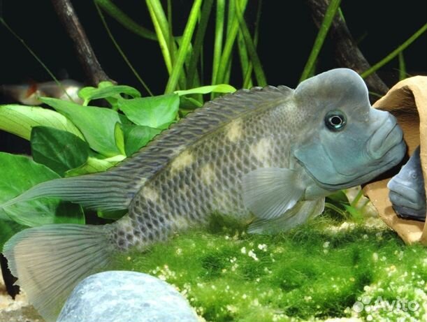 Цихлида львиноголовая (Steatocranus casuarius)