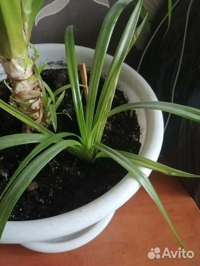 Пальма панданус