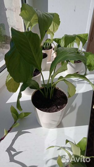 Спатифиллум