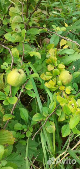 Саженцы облепихи и куста айвы