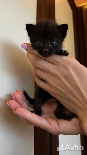 Котенок в добрые руки