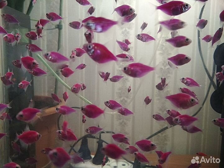 Рыбки тернеции