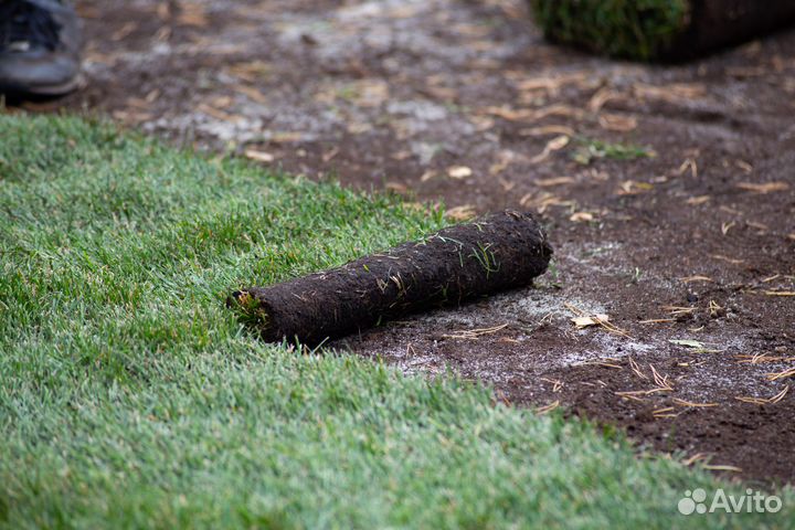 Рулонный газон