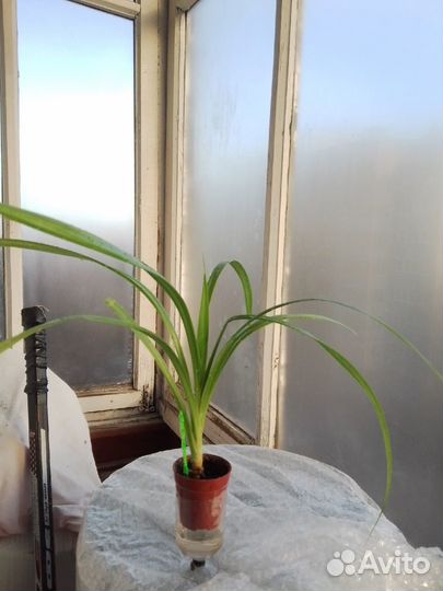 Панданус(винтовая пальма), Опунция и др