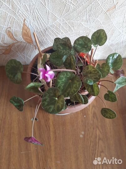 Бабушкин цикламен