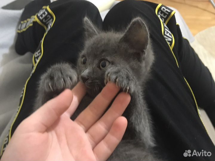 Отдам котенка