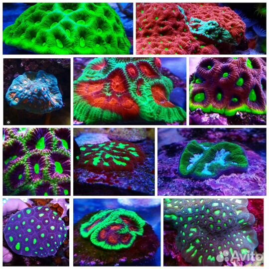 Фрагменты живых кораллов для морского аквариума