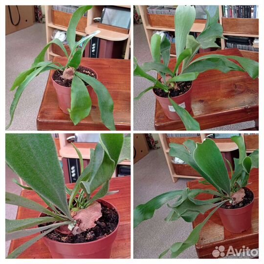 Платицериумы