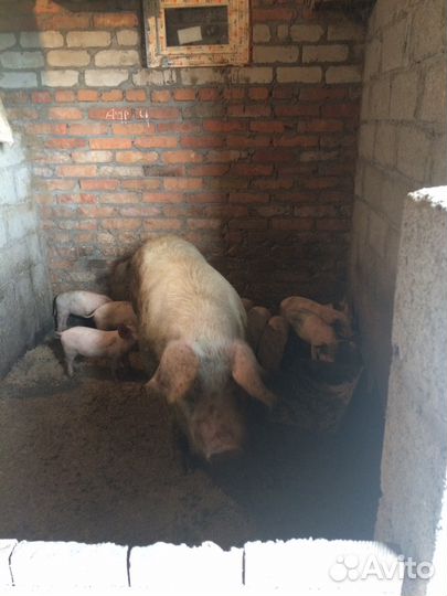 Поросята Ландрас