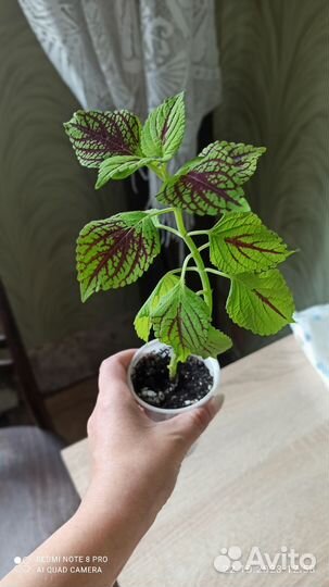 Калеус