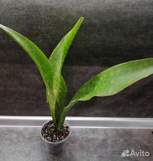 Цветы : Сансевиерия