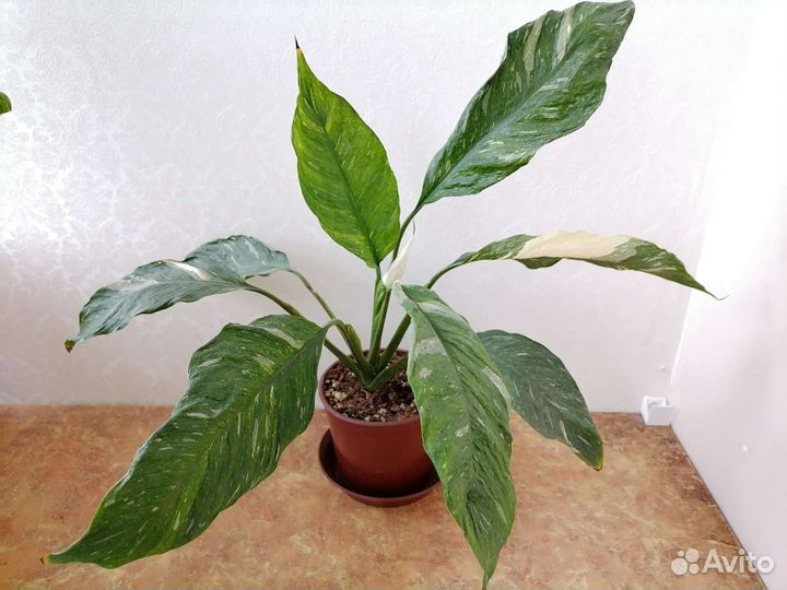 Спатифиллум Джемини(Gemini