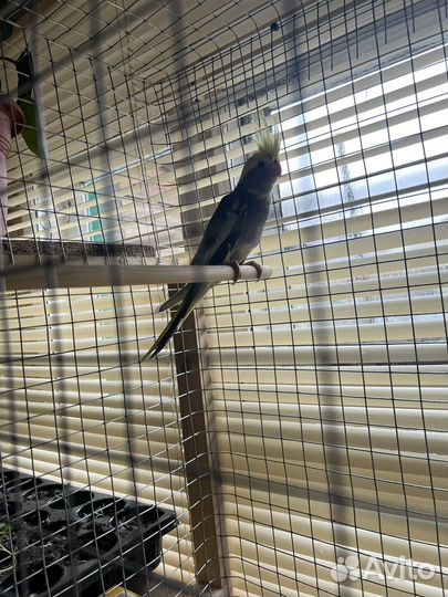 Попугай корелла птенецы