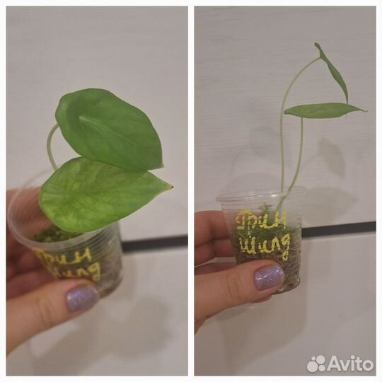 Алоказия Клипеолата Грин Шилд