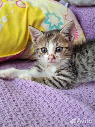 Пенке 2 мес и ей не повезло оказаться в приюте