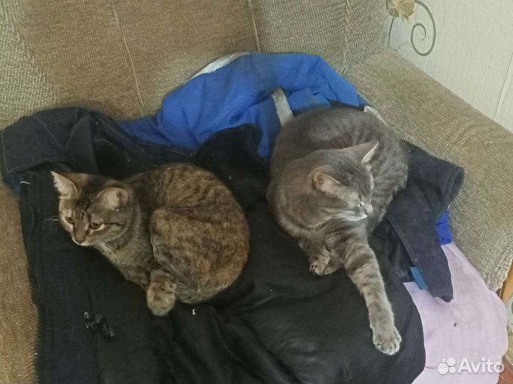 Кошка в дар