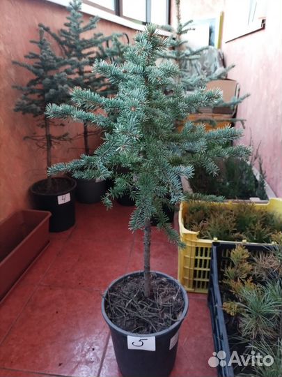 Ель колючая глаука, голубая