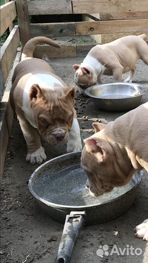 Американский булли