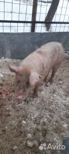 Хрюшки Девочки