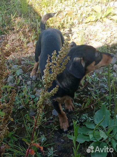 Такса бесплатно