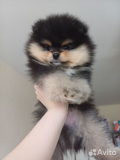 Мальчик Померанец