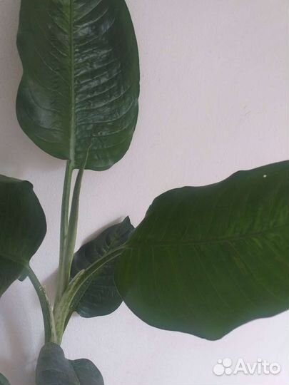 Дифенбахия 2 шт
