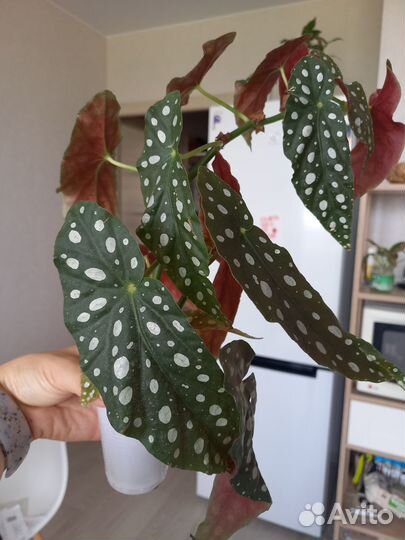 Бегония макулата