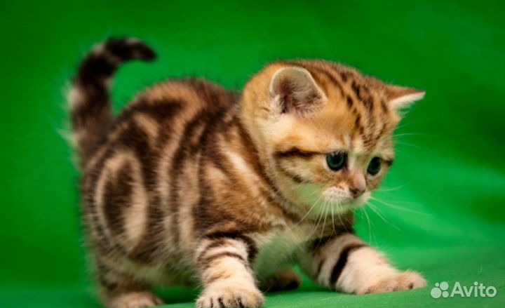 Мраморные британские котята