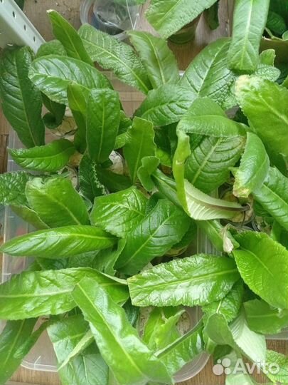 Стрептокарпус