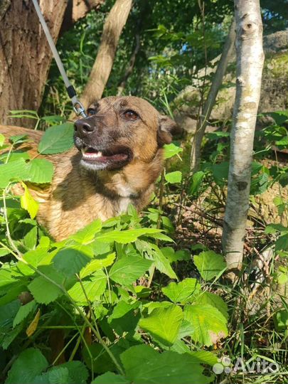 Лучик собака в добрые руки в дар бесплатно