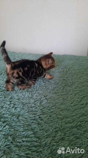 Котик мраморный мальчик