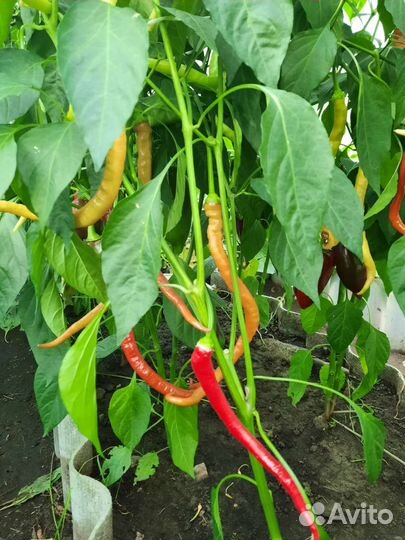 Cемена сладкого перца Corbaci (Корбачи)