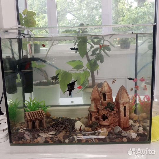 Аквариум 50 литров