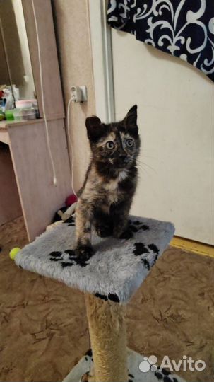 Котята