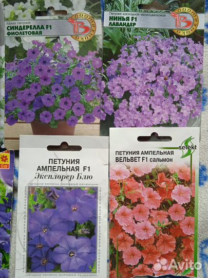 Рассада петунии