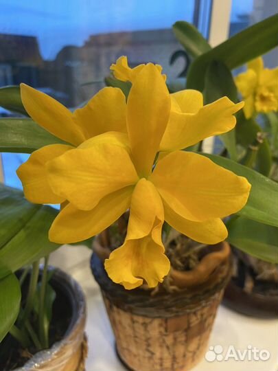 Орхидея Каттлея