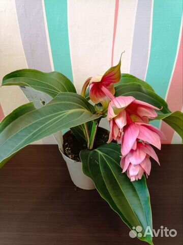 Мединилла цветущая